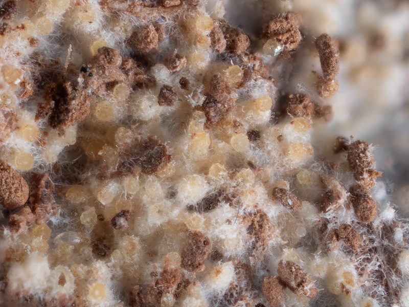 Sporophagomyces chrysostomus Sporophagomyces chrysostomus